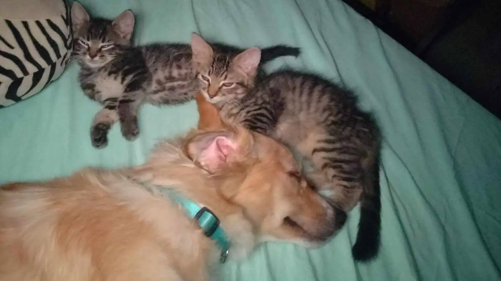 Cachorro resgatado adota gatinho órfão