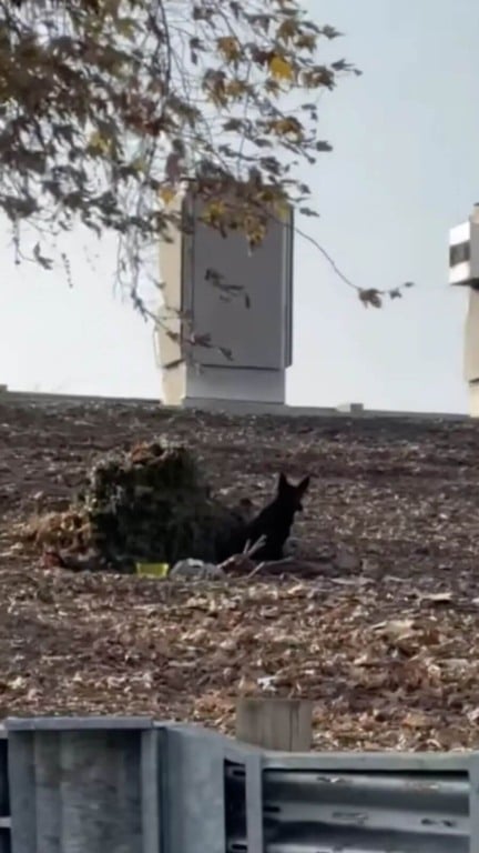 Cachorro vivendo abandonado em rodovia movimentada é resgatado