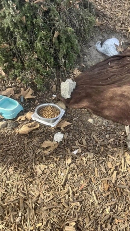 Cachorro vivendo abandonado em rodovia movimentada é resgatado