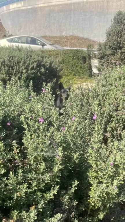 Cachorro vivendo abandonado em rodovia movimentada é resgatado