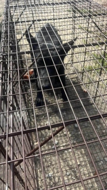 Cachorro vivendo abandonado em rodovia movimentada é resgatado