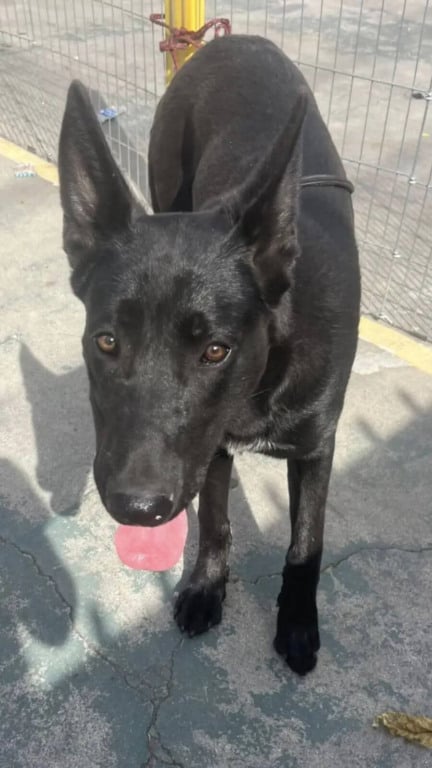 Cachorro vivendo abandonado em rodovia movimentada é resgatado