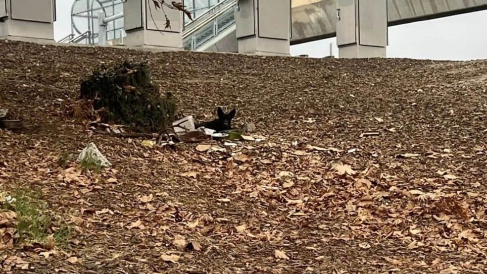 Cachorro vivendo abandonado em rodovia movimentada é resgatado Cachorro vivendo abandonado em rodovia movimentada é resgatado