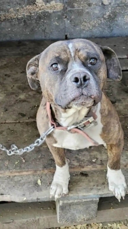 Cachorros acorrentados e sem comida esperam meses por um milagre