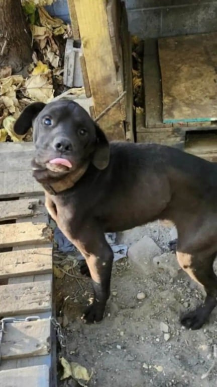 Cachorros acorrentados e sem comida esperam meses por um milagre