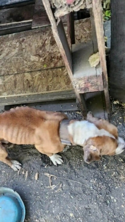 Cachorros acorrentados e sem comida esperam meses por um milagre