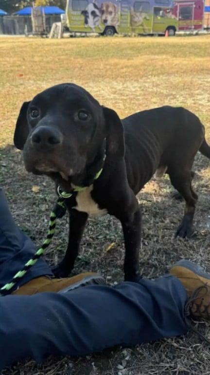 Cachorros acorrentados e sem comida esperam meses por um milagre