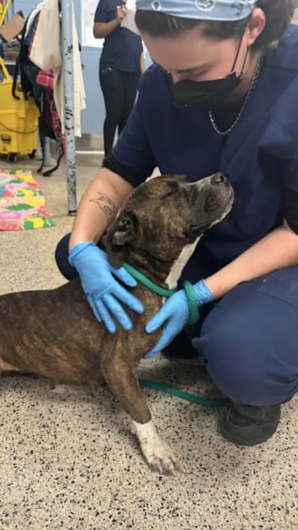 Cachorros acorrentados e sem comida esperam meses por um milagre