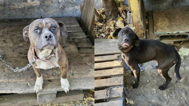 Cachorros acorrentados e sem comida esperam meses por um milagre