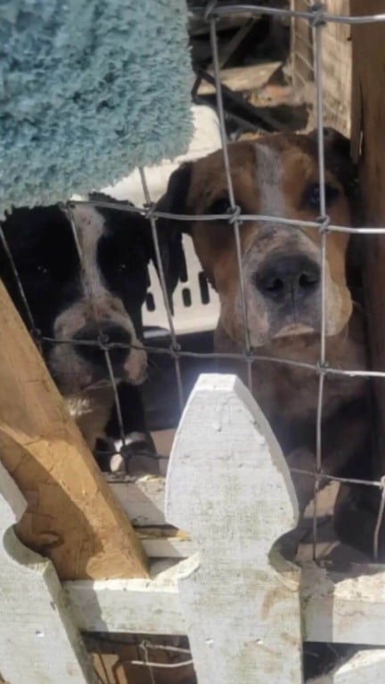 Cachorros presos em quintal encontram esperança