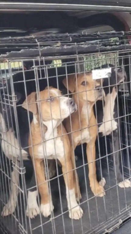 Cachorros presos em quintal encontram esperança