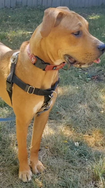 Cachorros presos em quintal encontram esperança