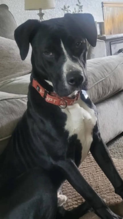 Cachorros presos em quintal encontram esperança