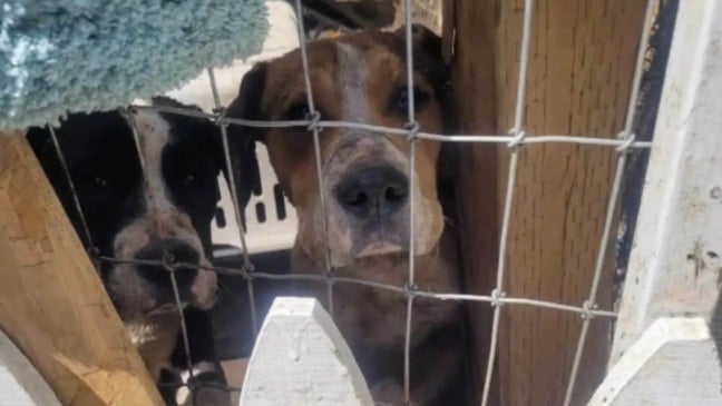 Cachorros presos em quintal encontram esperança
