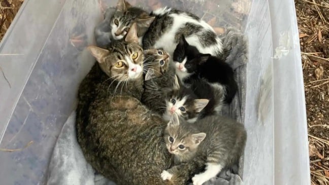 Família de gatos