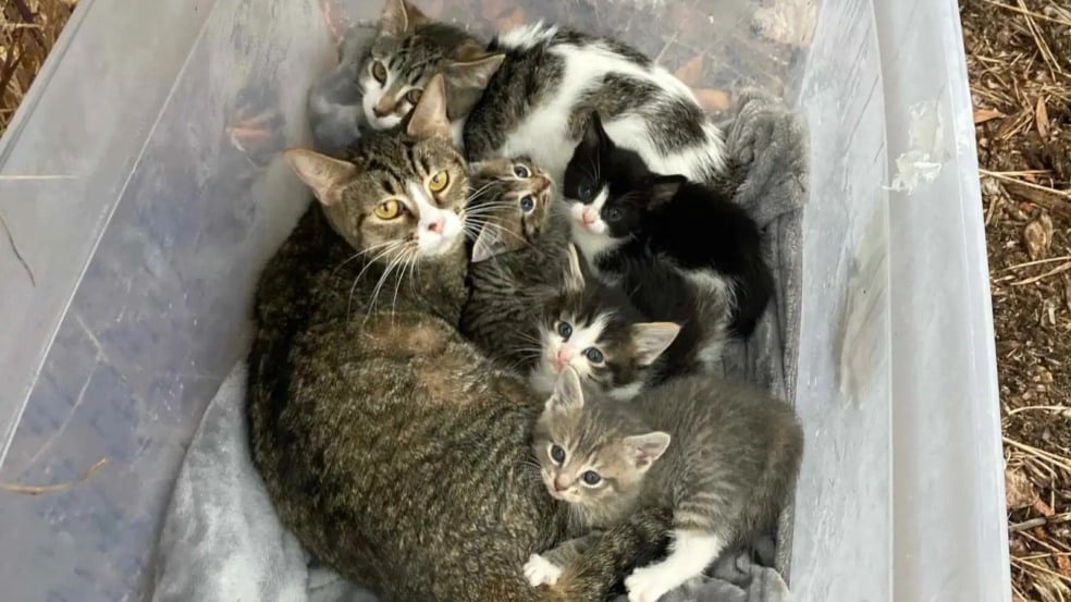 Família de gatos