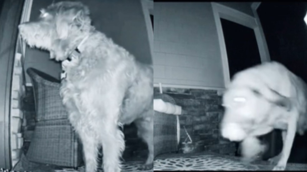 Cachorro chega em casa às 5h30 da manhã com visitante inesperado Cachorro chega em casa às 5h30 da manhã com visitante inesperado