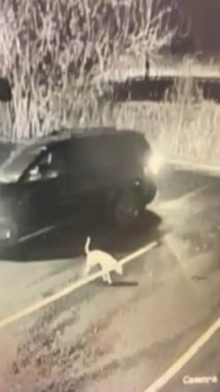 Câmera grava abandono de cachorro em estacionamento