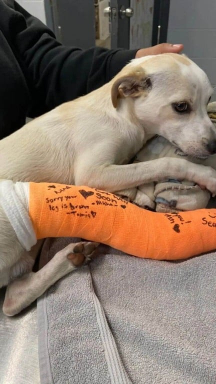 Câmera grava abandono de cachorro em estacionamento