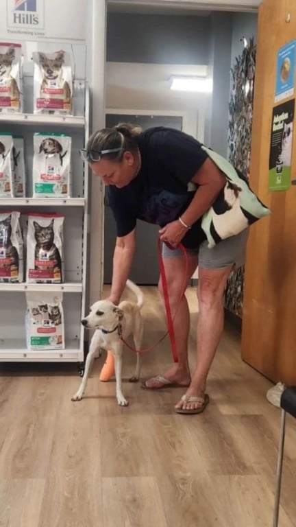 Câmera grava abandono de cachorro em estacionamento