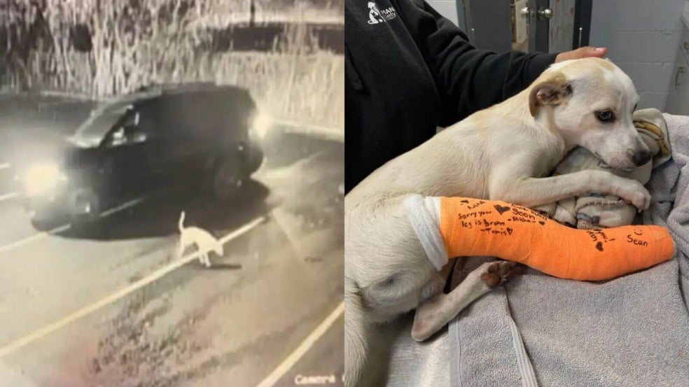 Câmera grava abandono de cachorro em estacionamento