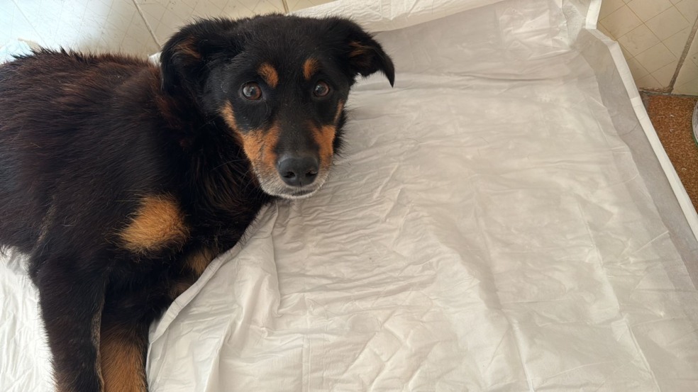 Pregão, o cão atropelado