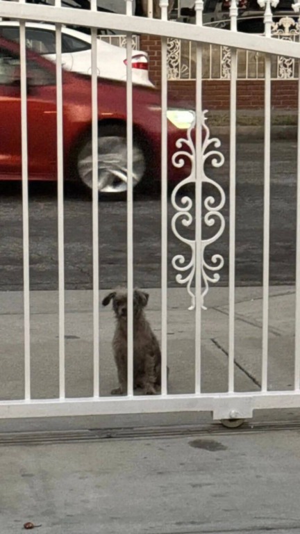 Cão de rua andou de porta em porta implorando por um lar