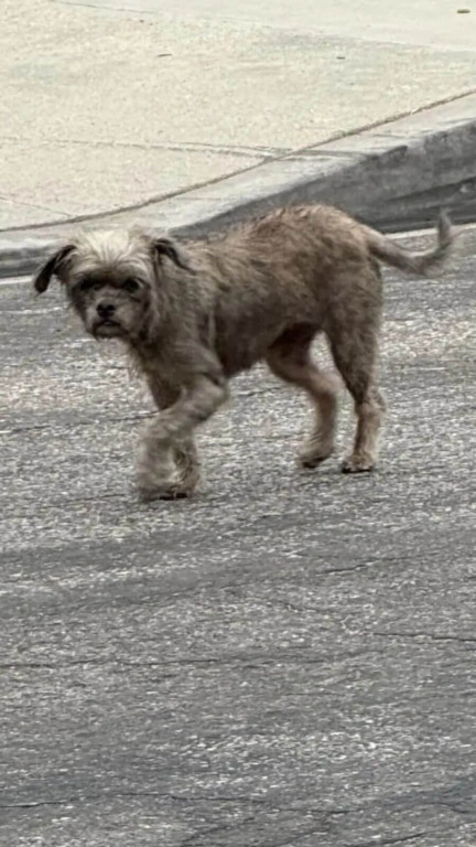 Cão de rua andou de porta em porta implorando por um lar