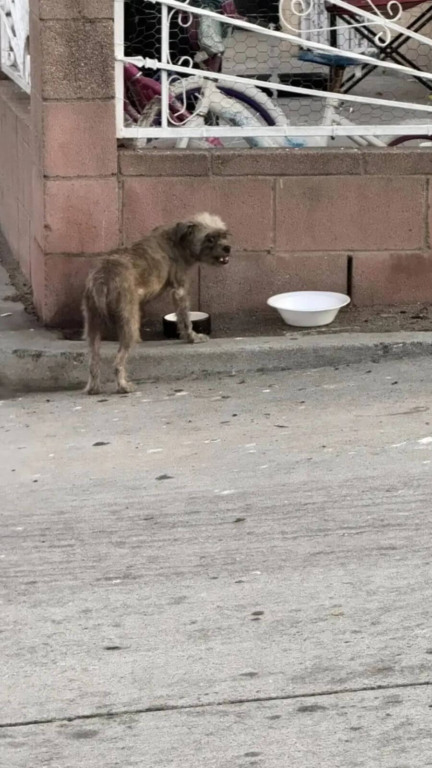 Cão de rua andou de porta em porta implorando por um lar