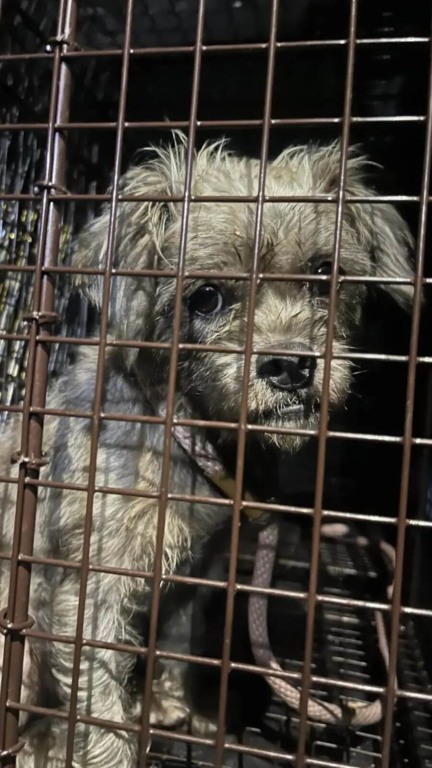 Cão de rua andou de porta em porta implorando por um lar