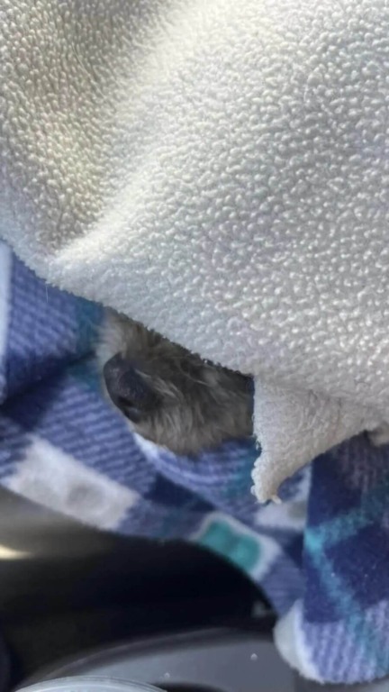 Cão de rua andou de porta em porta implorando por um lar