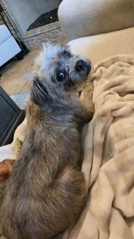 Cão de rua andou de porta em porta implorando por um lar