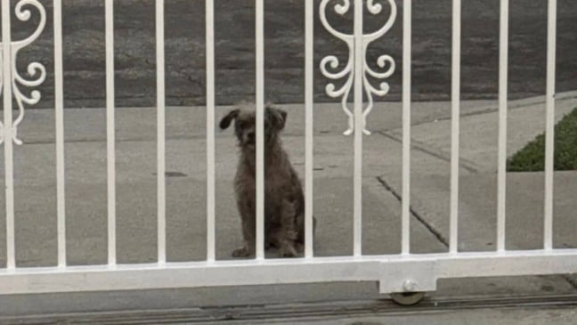 Cão de rua andou de porta em porta implorando por um lar