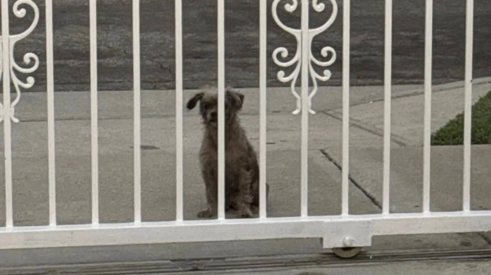 Cão de rua andou de porta em porta implorando por um lar