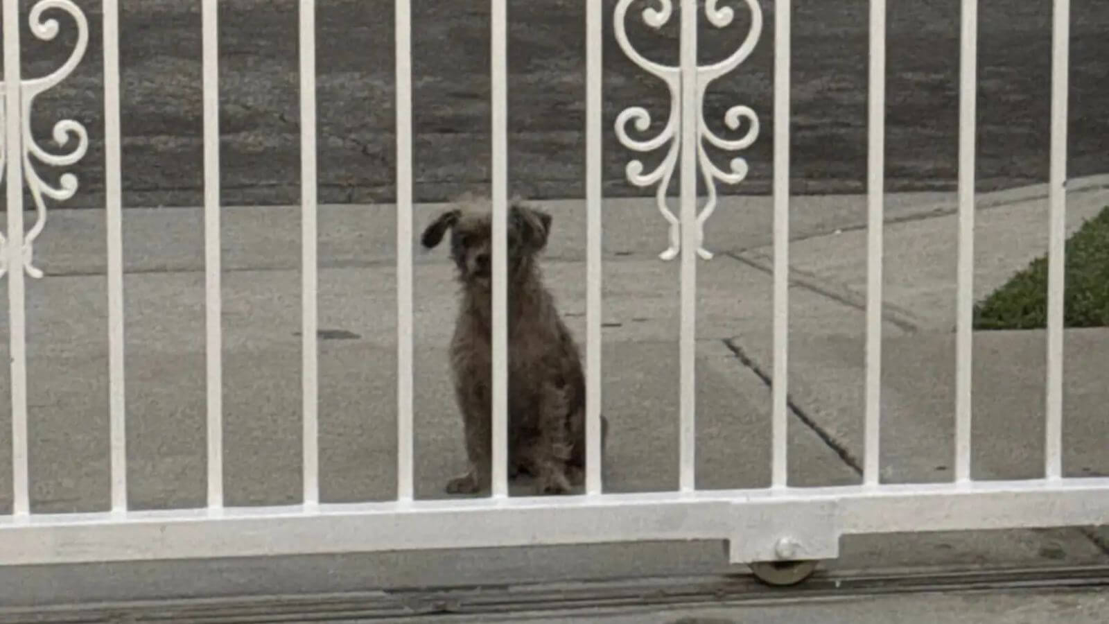 Cão de rua andou de porta em porta implorando por um lar