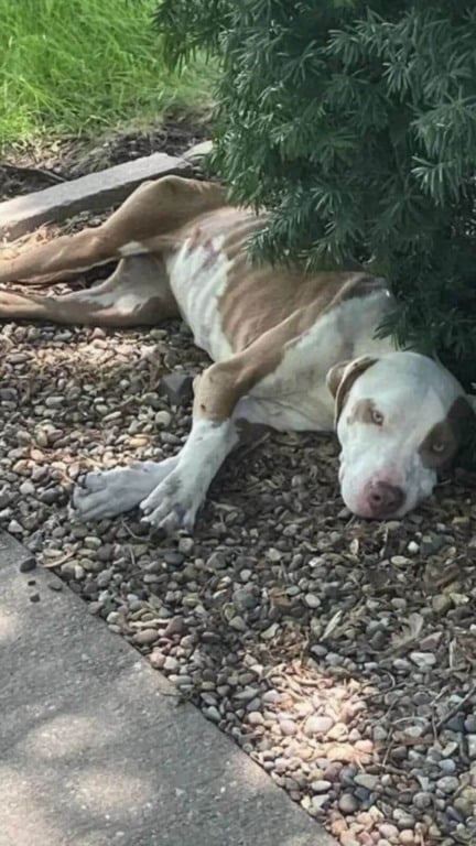 Cão de rua que passava fome achava que tinha chegado ao fim mas ganhou um novo começo