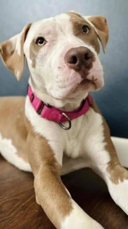 Cão de rua que passava fome achava que tinha chegado ao fim mas ganhou um novo começo