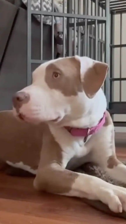 Cão de rua que passava fome achava que tinha chegado ao fim mas ganhou um novo começo