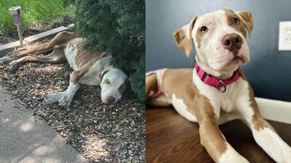 Cão de rua que passava fome achava que tinha chegado ao fim mas ganhou um novo começo