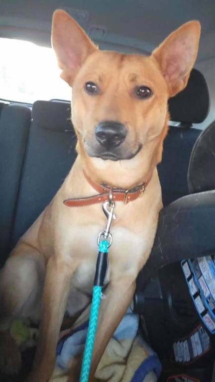 Cão de rua salva família que o adotou de incêndio na cozinha