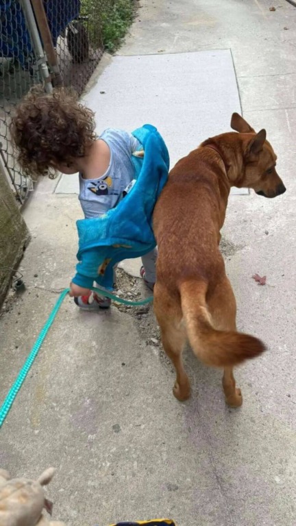 Cão de rua salva família que o adotou de incêndio na cozinha