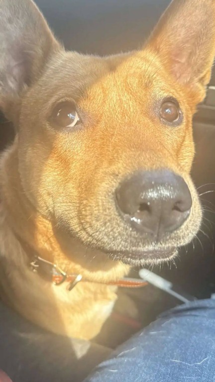 Cão de rua salva família que o adotou de incêndio na cozinha