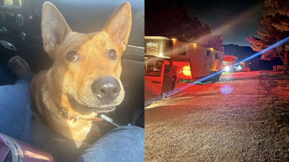 Cão de rua salva família que o adotou de incêndio na cozinha