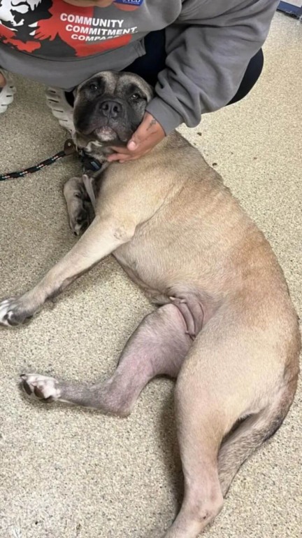 Cachorro de médio porte marrom e preto