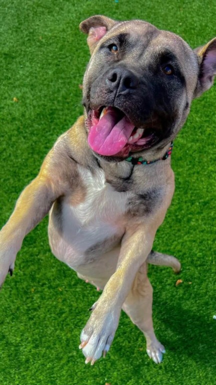 Cachorro de médio porte marrom e preto