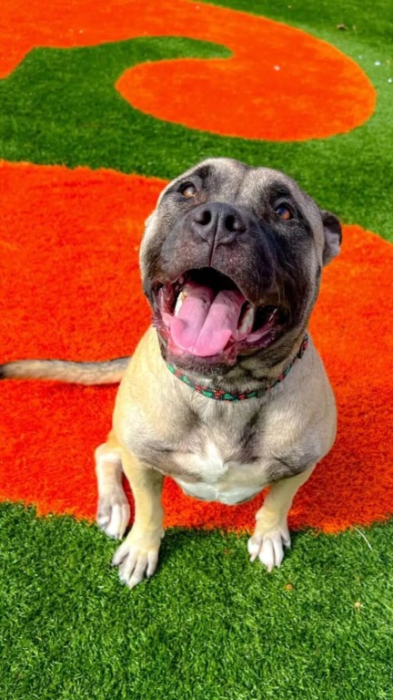 Cachorro de médio porte marrom e preto