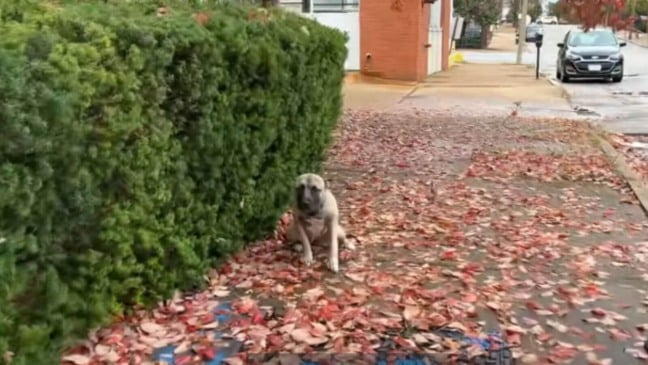 Cachorro de médio porte marrom e preto