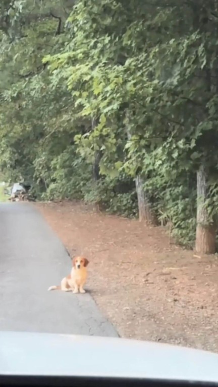 Casal vê cachorro sozinho no meio do nada e descobre triste história por trás do abandono