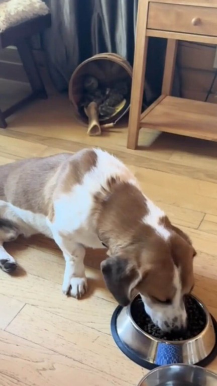 Casal vê cachorro sozinho no meio do nada e descobre triste história por trás do abandono