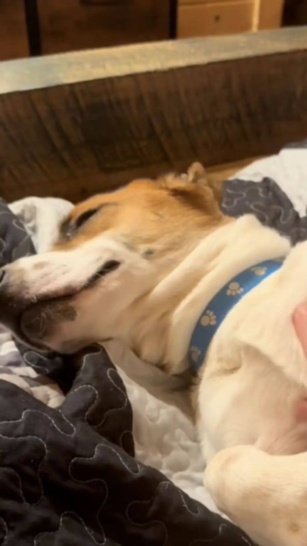 Casal vê cachorro sozinho no meio do nada e descobre triste história por trás do abandono